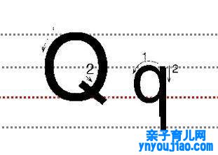 字母Qq的尺度写法