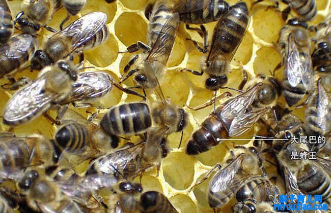 蜂蜜的功能与浸染