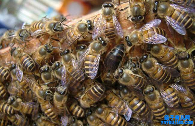蜂蜜的功能与浸染