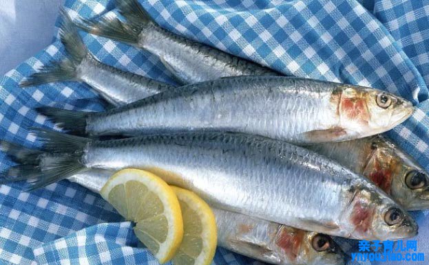 沙丁鱼的营养代价及做法