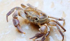 螃蟹怎么保存及如何购买