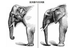 为什么非洲象的耳朵比亚洲象的耳朵大？