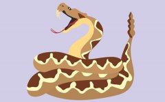 为什么响尾蛇的尾巴会响_响尾蛇尾巴会响的原理