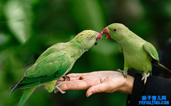 为什么鹦鹉能仿照人措辞,鹦鹉学舌操作的是什么