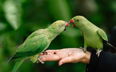 为什么鹦鹉能模仿人说话_鹦鹉学舌利用的是什么？