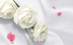 白玫瑰的花语和寓意_送白玫瑰代表什么意思