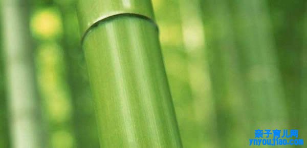 竹子的寓意和象征