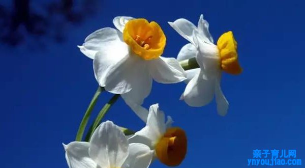 水仙花的花语,水仙花的寓意和象征是什么