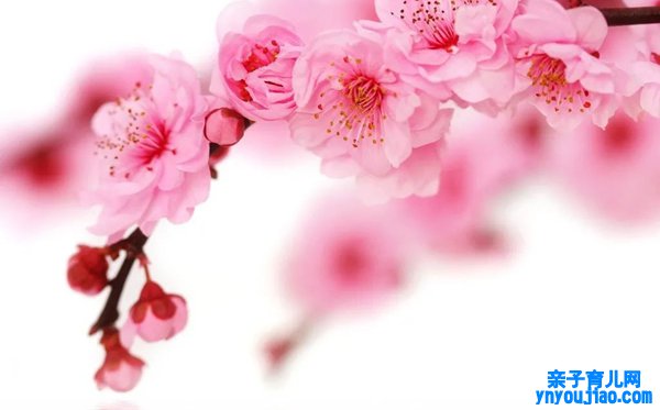樱花的花语是什么,樱花的寓意和象征是什么