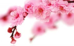 樱花的花语是什么_樱花的寓意和象征是什么?