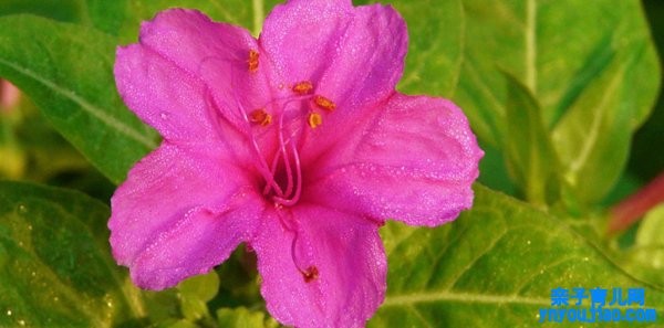 紫茉莉的花语