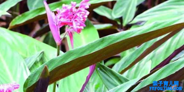 紫背竹芋的花语